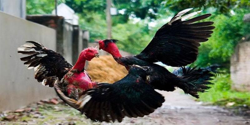 Luật Đá Gà Philippines – Quy Định Chuẩn Mực, Công Bằng