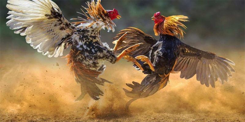 Đá gà 789WIN truyền thống cực cuốn
