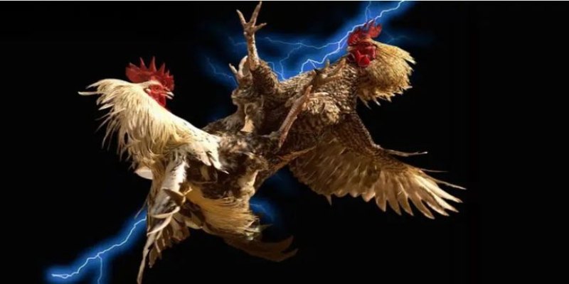 Đá Gà Philippines Cựa Dao 789WIN - Trải Nghiệm Đỉnh Cao