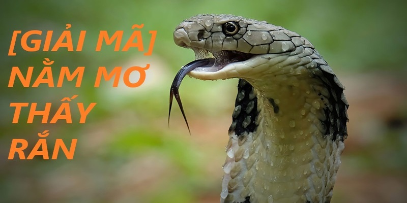 Giấc mơ đầy thú vị về linh vật
