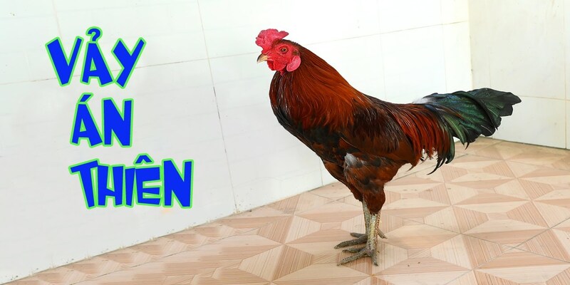 Khái niệm về vảy gà án thiên