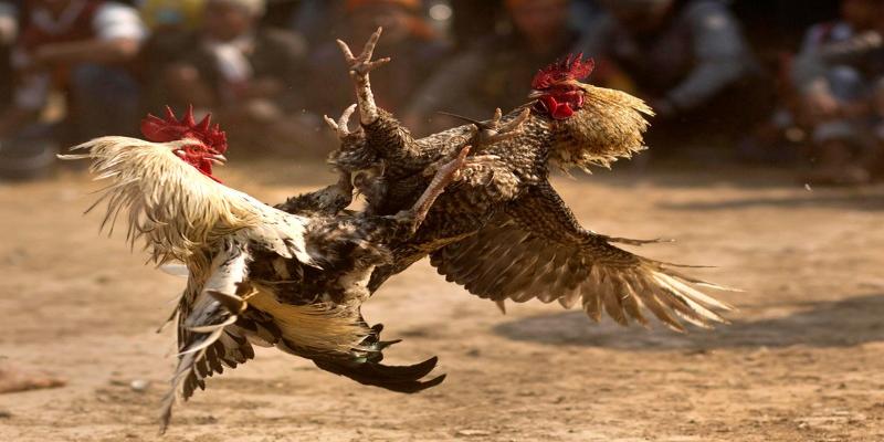 Kinh Nghiệm Chọn Gà Cựa Sắt - Bí Quyết Tìm Chiến Kê