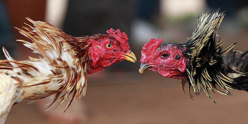 Lựa chọn chiến kê dựa vào đôi mắt