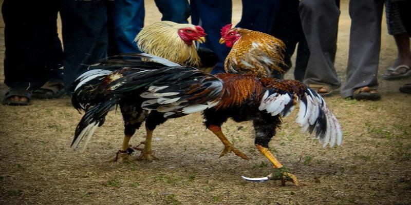Tóm lược kinh nghiệm chọn gà cựa sắt