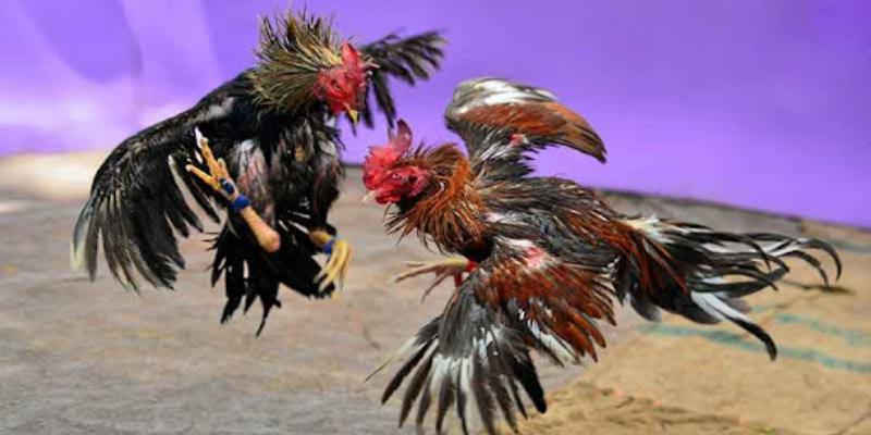 Tổng quan sảnh đá gà