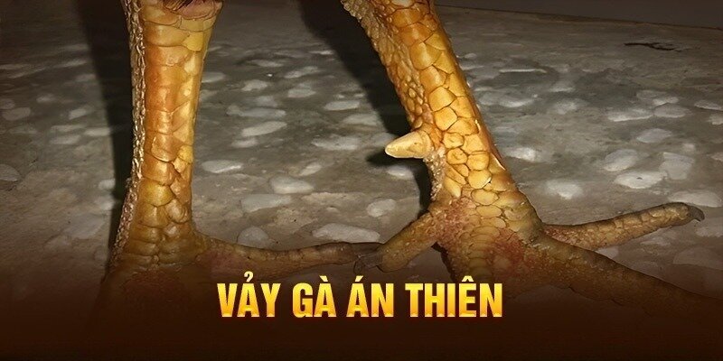 Vảy gà án thiên - Bí Quyết Nhận Biết, Chọn Gà Quý Hiếm